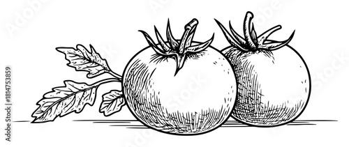 two tomatoes with leaves hand drawn sketch