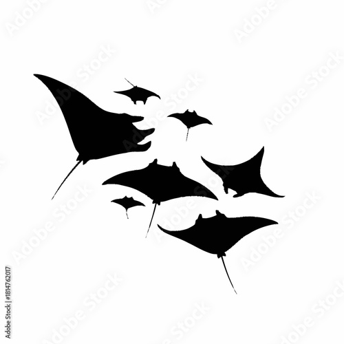 Silhouettes of Manta Rays Swimming in a Group.