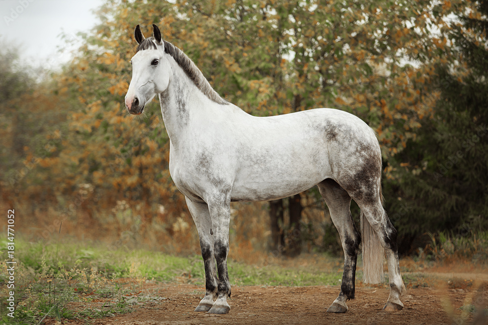 Obraz premium White horse