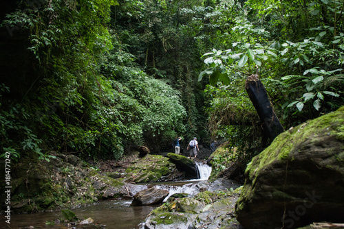 Brazilian rainforest hiking