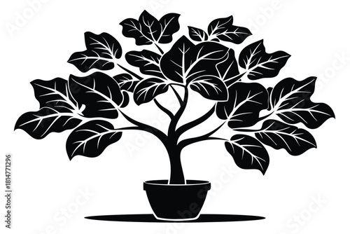 fiddle leaf fig black and white silhouette