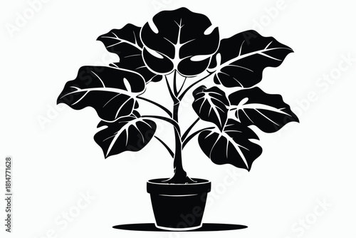 fiddle leaf fig black and white silhouette