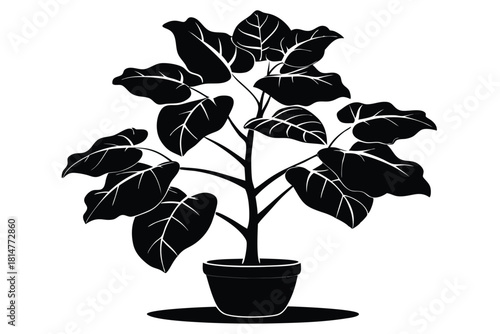 fiddle leaf fig black and white silhouette
