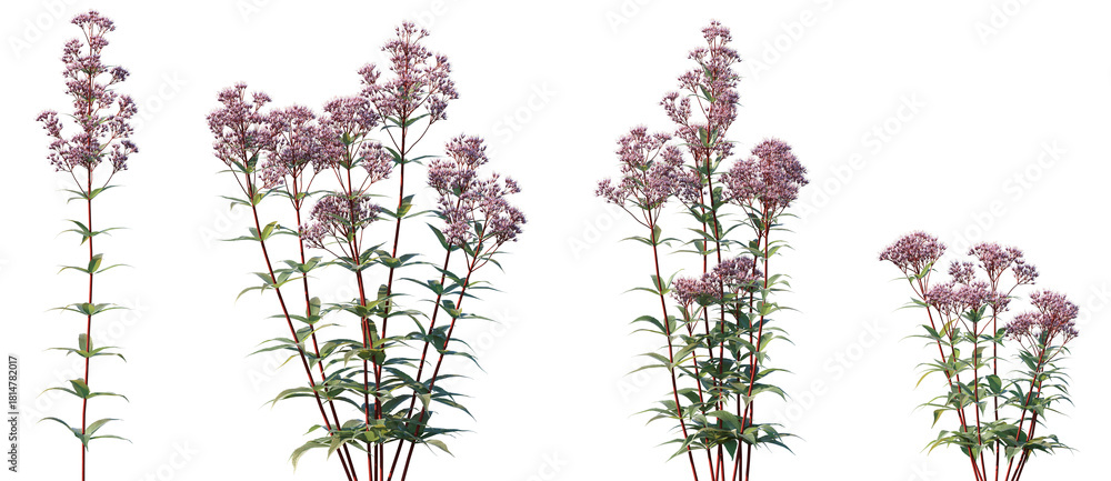 Naklejka premium Set of Eupatorium purpureum (commonly known as purple Joe-Pye weed or sweetscented joe pye weed) flowering frontal isolated png on a transparent background perfectly cutout high resolution