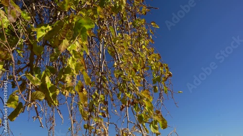 Trees and autumn flowers against the autumn sun. Landscapes of trees and flowers against a blue sky. Focus and depth of field are selective.