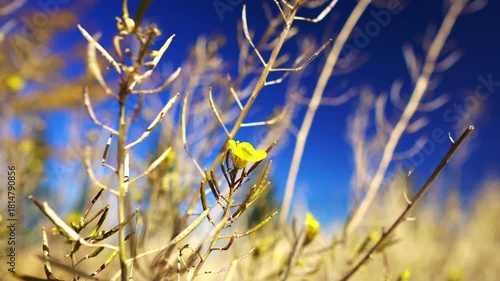 Trees and autumn flowers against the autumn sun. Landscapes of trees and flowers against a blue sky. Focus and depth of field are selective.