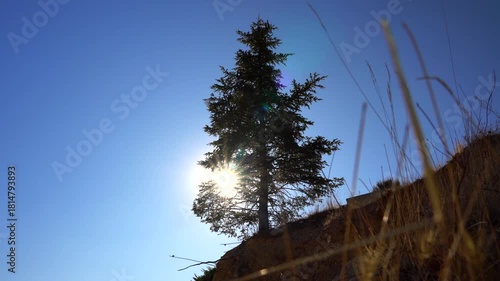 Trees and autumn flowers against the autumn sun. Landscapes of trees and flowers against a blue sky. Focus and depth of field are selective.