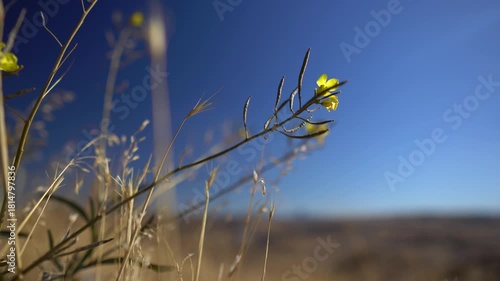 Trees and autumn flowers against the autumn sun. Landscapes of trees and flowers against a blue sky. Focus and depth of field are selective.