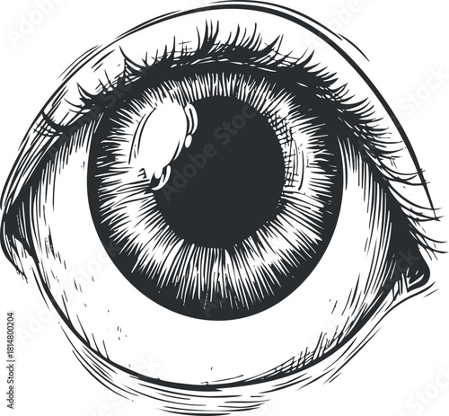 Detailed black and white vector illustration of a human eye, showcasing intricate lines and textures for artistic projects.