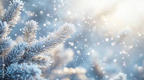 Frosted Pine Branches Shine in Winter Sunlight With Soft Bokeh Background