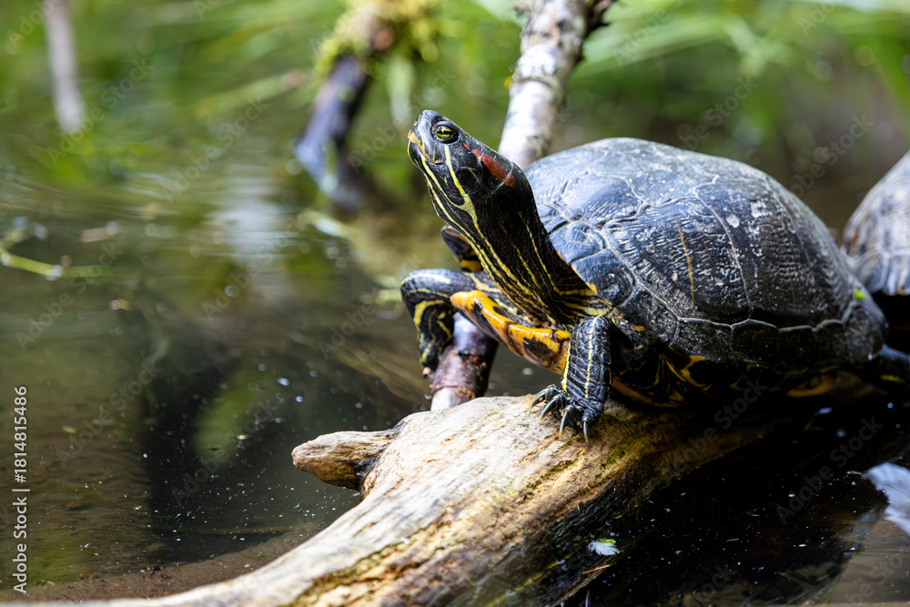 Fototapeta premium Sumpfschildkröte