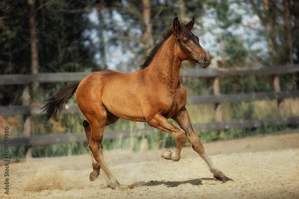 Fototapeta premium Bay horse