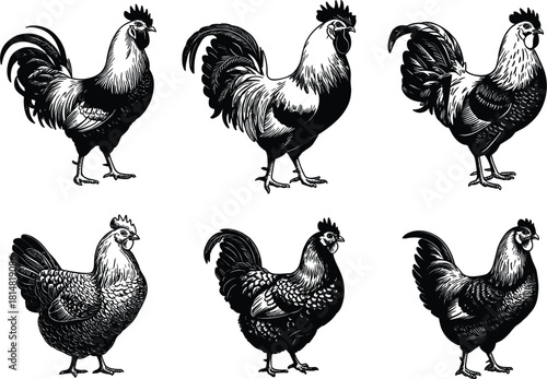 Six black and white woodcut style illustrations of roosters and hens chicken fowl