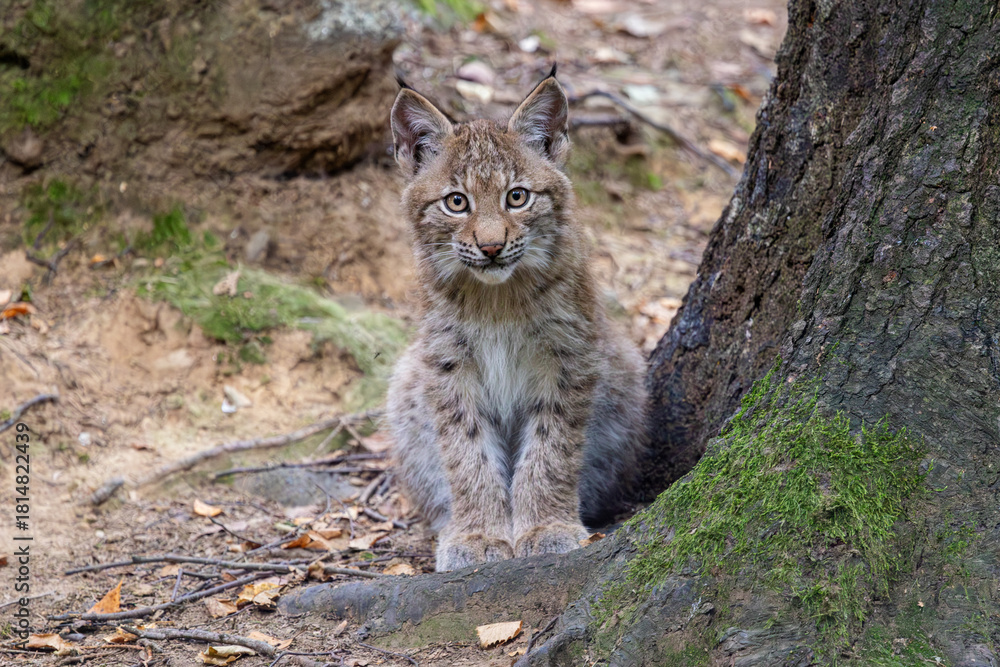 Fototapeta premium Luchs mit Jungen