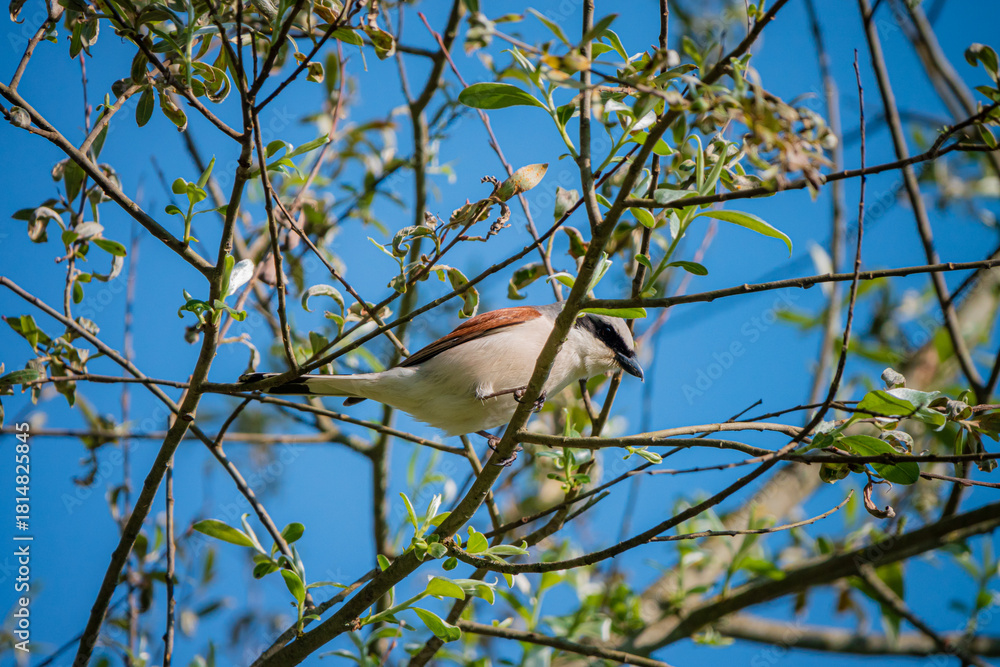 Fototapeta premium A small bird with a brown and white plumage sits quietly on a branch under a clear blue sky