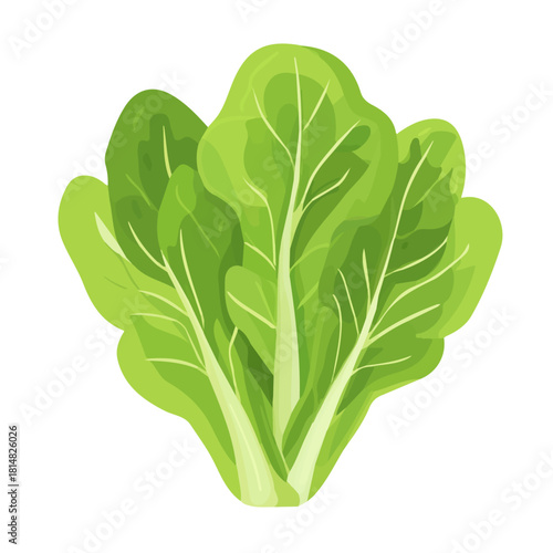Modern flat 2D vector illustration of Lettuce, clean and minimal design, isolated on white background.