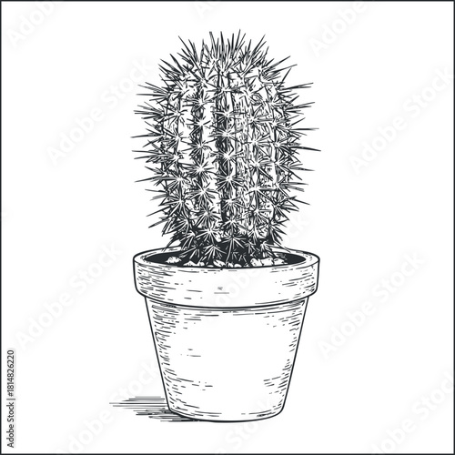 Detailed hand-drawn vector illustration of a cactus in a pot, perfect for botanical art and decor projects