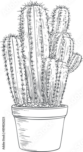 Detailed line art vector illustration of a cactus in a pot for botanical design and decor projects