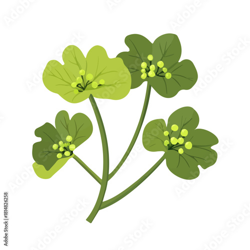 Ladys Mantle in a clean 2D flat vector icon style, minimal and simple, set on a plain white background.