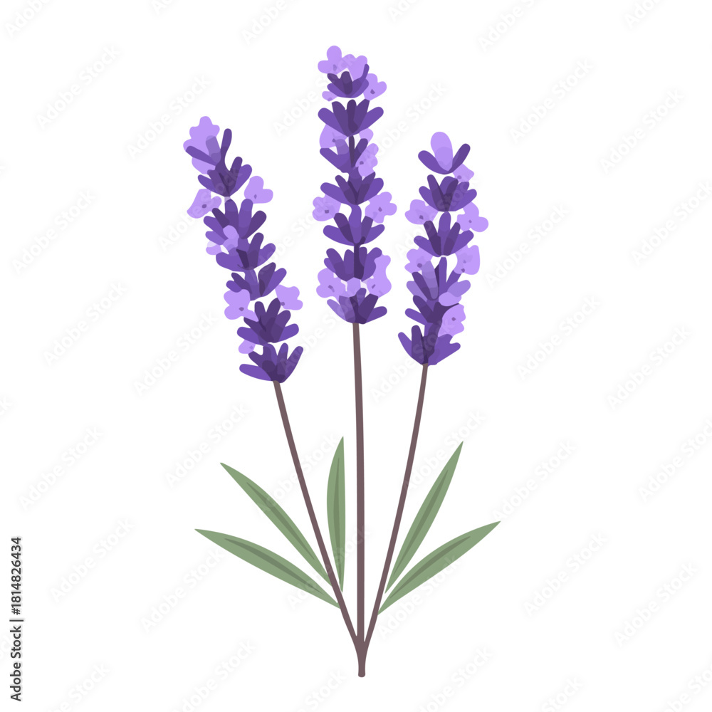 Naklejka premium Flat 2D vector illustration of Lavender Flower, simple icon style on a clean white background.