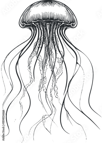 Intricate black and white vector illustration of a jellyfish with flowing tentacles, perfect for marine-themed designs and artwork