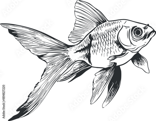 Detailed black and white vector illustration of a goldfish, perfect for aquatic-themed designs and art projects