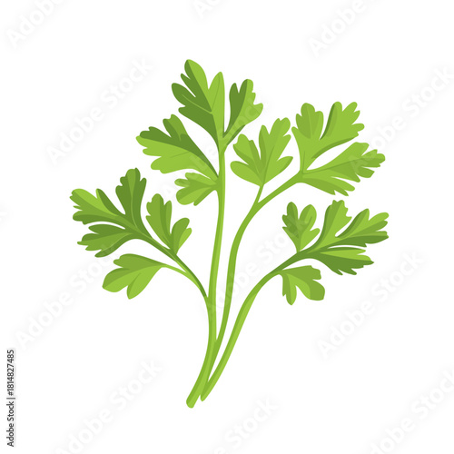 Parsley, modern 2D flat vector illustration in icon style, isolated on pure white background.