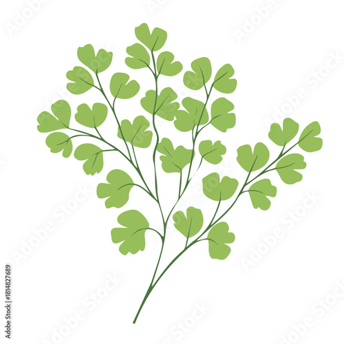 Maidenhair Fern, 2D flat vector illustration, simple and modern style, isolated on a plain white background.