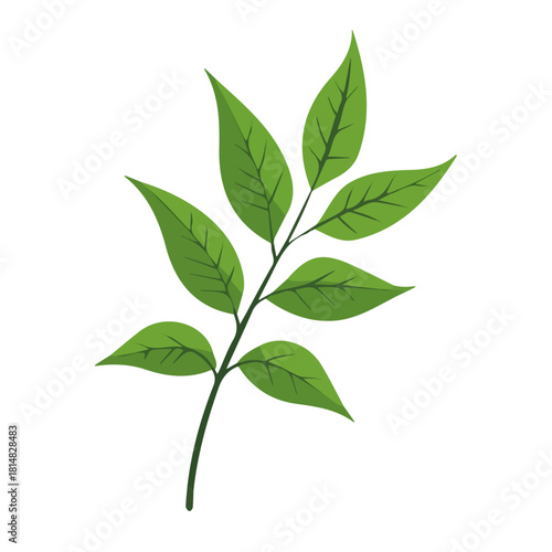 Simple flat 2D vector graphic of Neem, modern icon look, displayed on a pure white background.