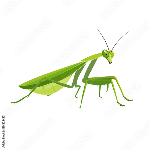 Flat 2D vector illustration of Mantis, simple icon style on a clean white background.