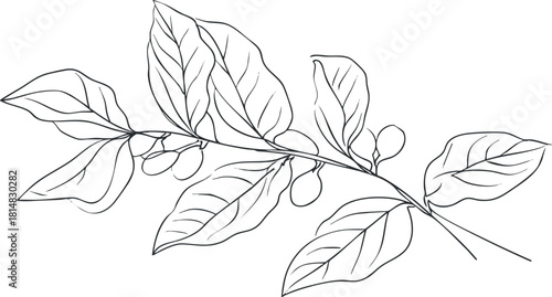 Elegant line art illustration of a leafy branch featuring delicate leaves and natural elements for botanical design projects