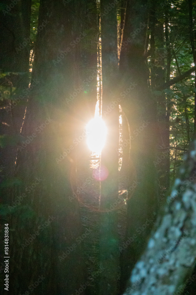 Naklejka premium Golden sunlight emerges through tree trunks, illuminating the serene forest with a dreamy ambiance