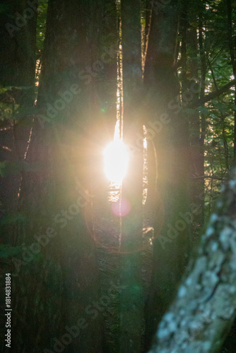 Golden sunlight emerges through tree trunks, illuminating the serene forest with a dreamy ambiance