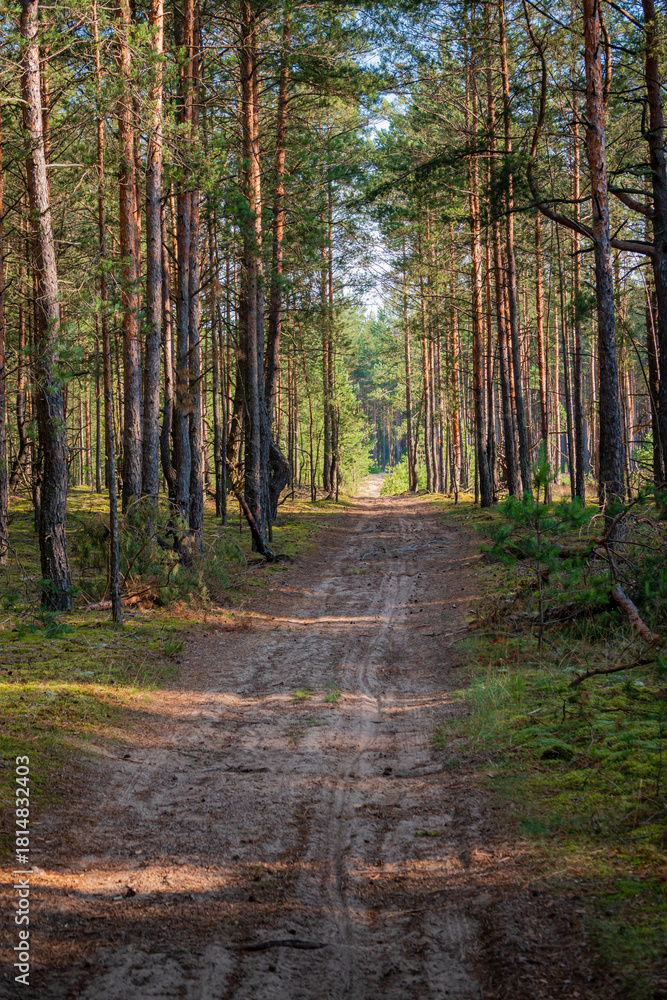 Fototapeta premium A serene dirt path winds through a vibrant forest, sunlight illuminating the tall trees