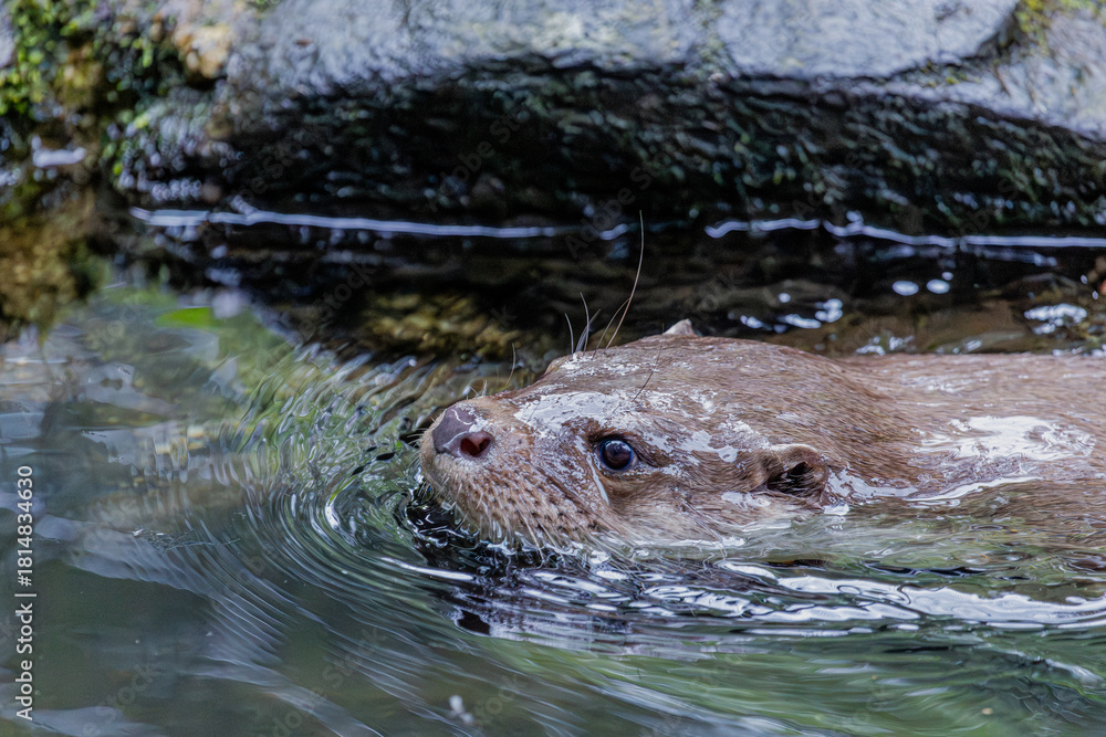 Obraz premium Fischotter