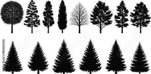 Tree silhouette, conifer shape, deciduous tree, forest icon, botanical graphic, nature symbol, black vector, foliage design, flat vector illustration