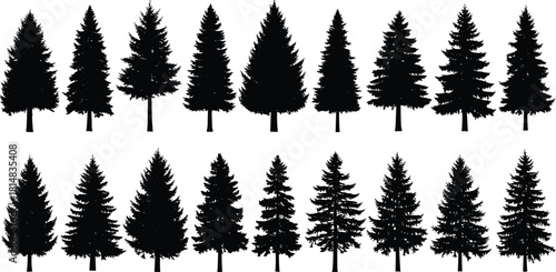 Conifer tree, evergreen silhouette, forest icon, pine shape, botanical graphic, nature symbol, black vector, foliage design, flat vector illustration