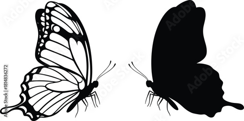 Butterfly illustration, silhouette comparison, insect symmetry, black and white wings, nature design, entomology art, educational graphic, vector wildlife, contrast