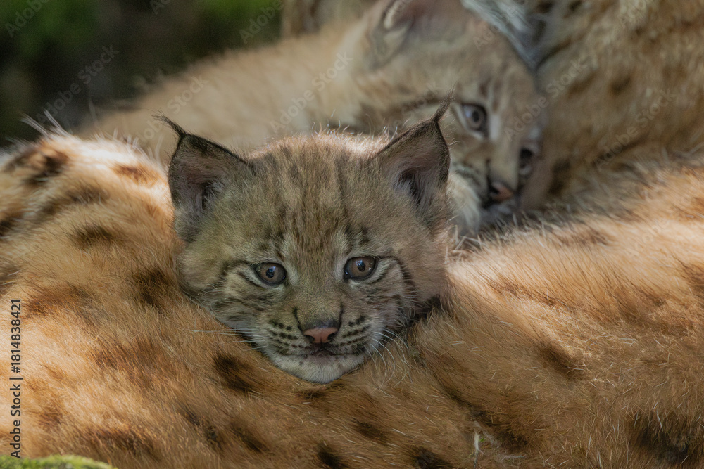 Fototapeta premium Luchs mit Jungen