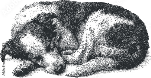 Vintage black and white illustration of a sleeping dog curled up, perfect for pet-themed designs and art projects
