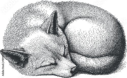 Detailed hand-drawn vector illustration of a sleeping fox curled up in a cozy position, ideal for nature-themed design projects