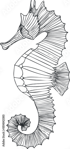 Elegant line art illustration of a seahorse showcasing intricate details, suitable for marine-themed designs and educational materials