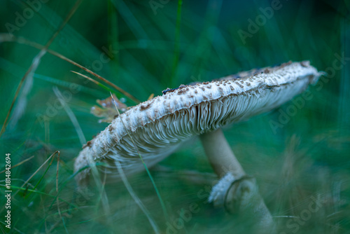 Canvas-taulu A detailed low-angle shot captures the finely ridged gills and white underside o