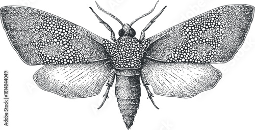 Detailed black and white vector illustration of a moth showcasing intricate wing patterns, suitable for nature-themed design projects