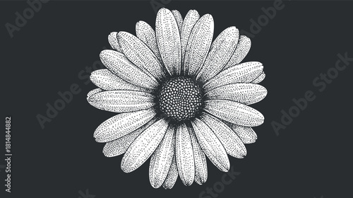 Detailed black and white vector illustration of a daisy flower, perfect for botanical designs and nature-themed projects