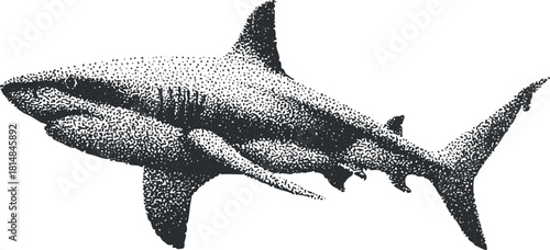 Detailed black and white vector illustration of a shark, ideal for marine life projects and educational materials