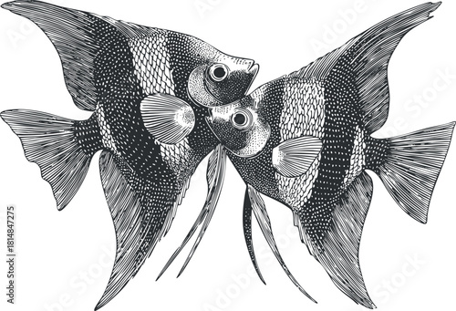 Intricate black and white vector illustration of two angelfish swimming together, perfect for aquatic-themed designs and decor