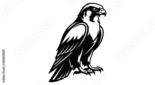 Majestic falcon illustration in striking black and white perched and alert ready to hunt.