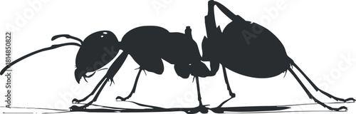 Silhouette vector illustration of an ant, showcasing its detailed form and structure for educational and scientific purposes