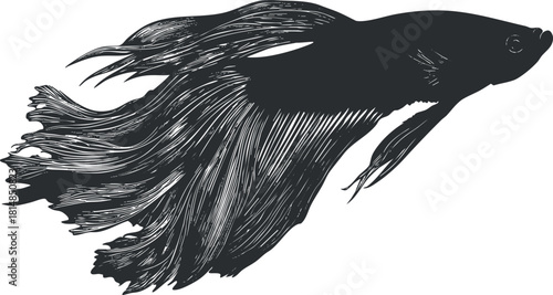 Stylized vector illustration of a betta fish with flowing fins, suitable for aquatic-themed designs and artwork